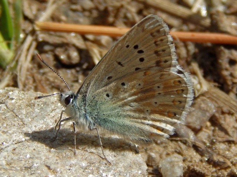 Lycaenidae 1 ID - Polyommatus (Lysandra) coridon